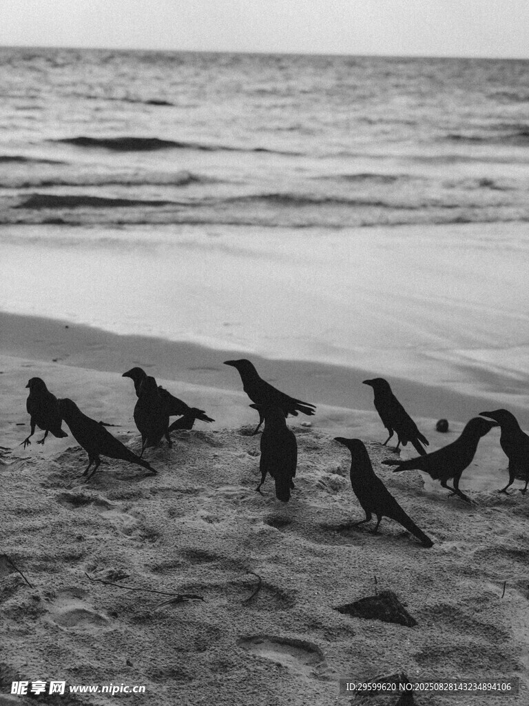 海灘上的群鳥(niǎo)