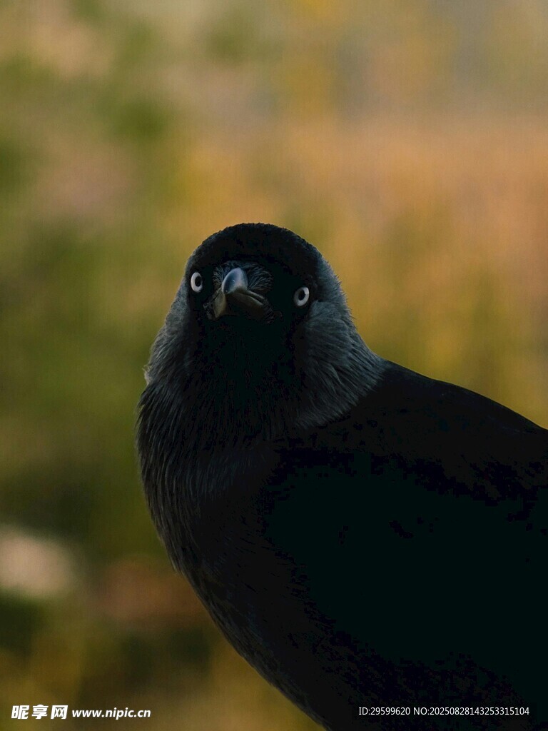 黑鳥特寫