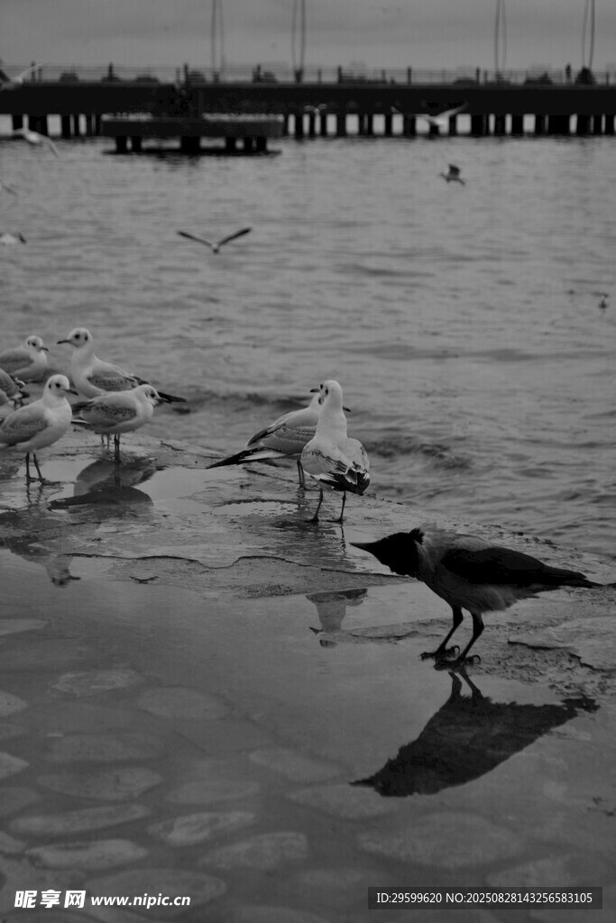 冰面海鷗與黑鳥
