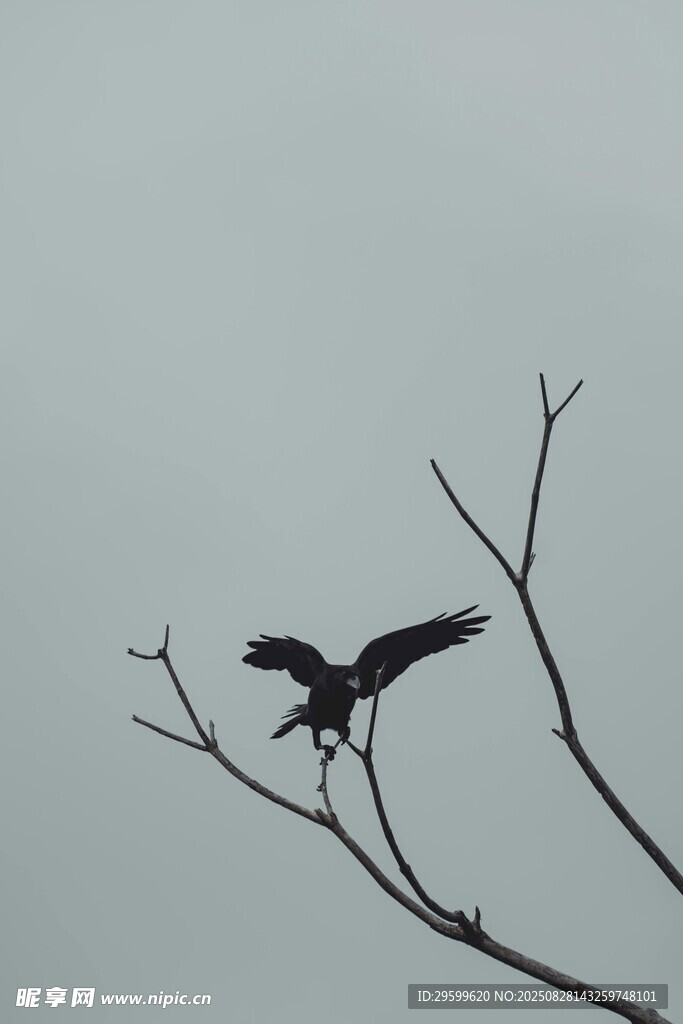 枝頭飛鳥剪影