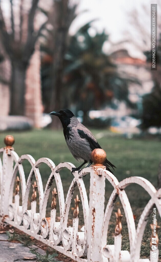 站在白色圍欄上的黑鳥