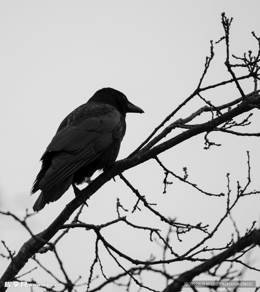 枝頭佇立的黑鳥