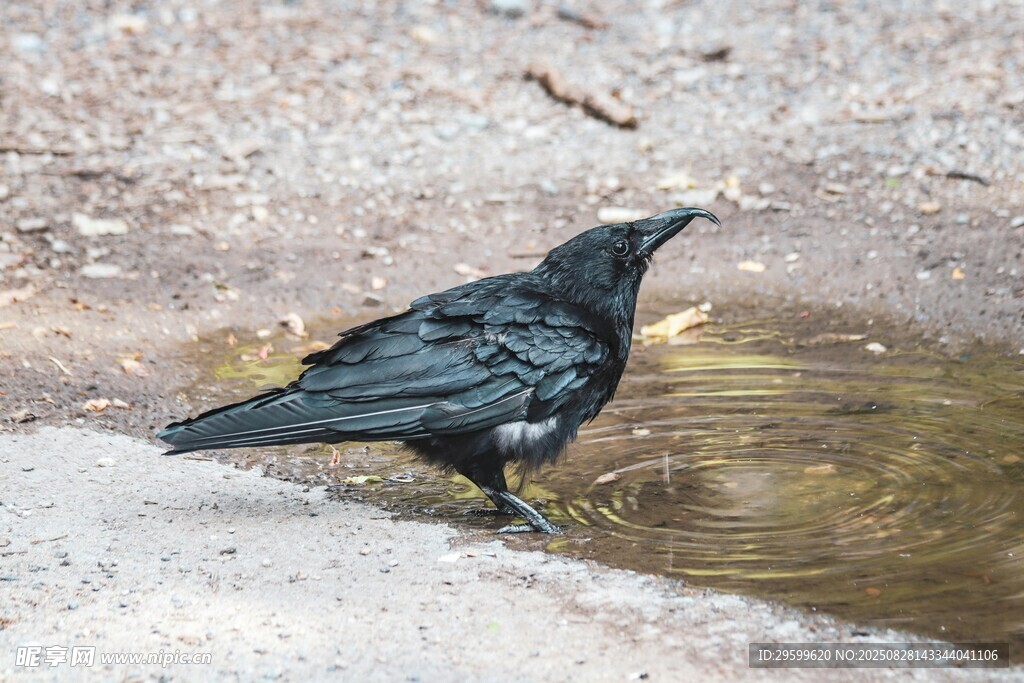 水邊站立的黑鳥