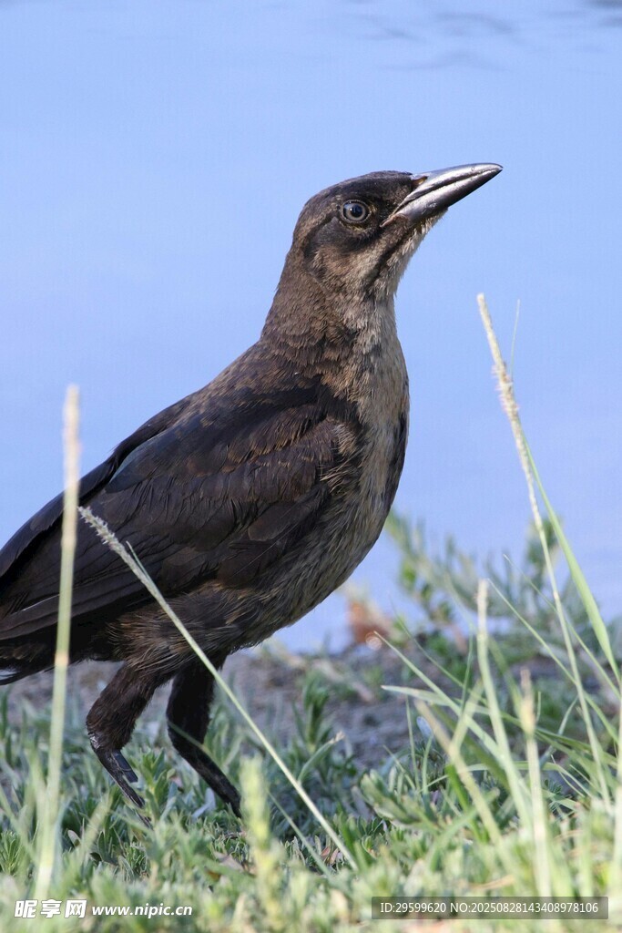 草地上的黑鳥