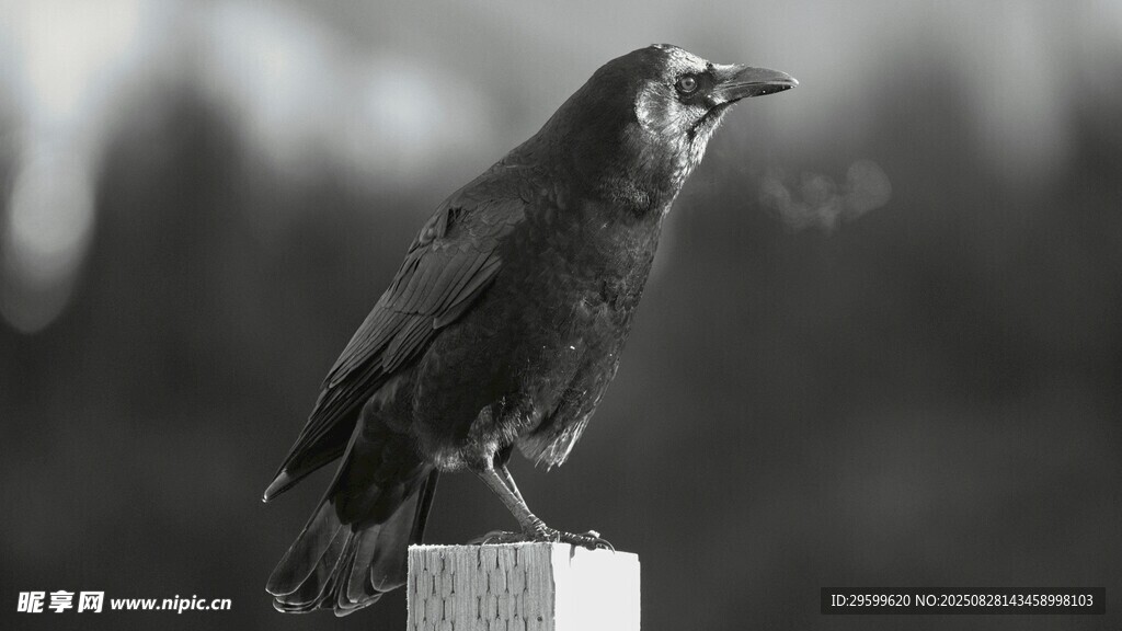 站在柱上的黑鳥