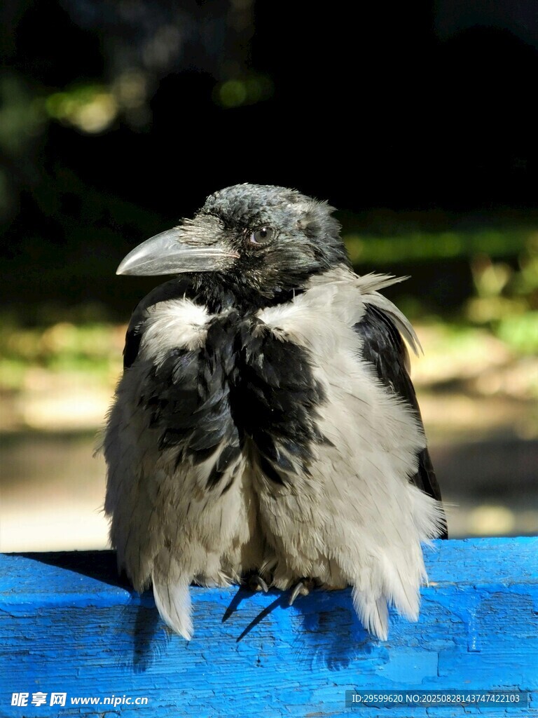 站在藍色容器上的黑白鳥