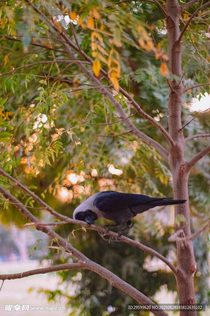 枝頭棲息的黑鳥