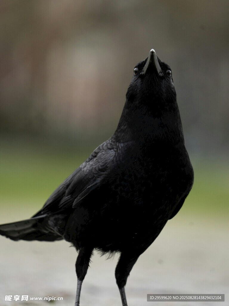 站立的黑鳥