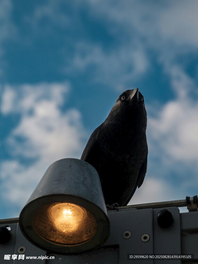 黑鳥立于亮燈燈具之上