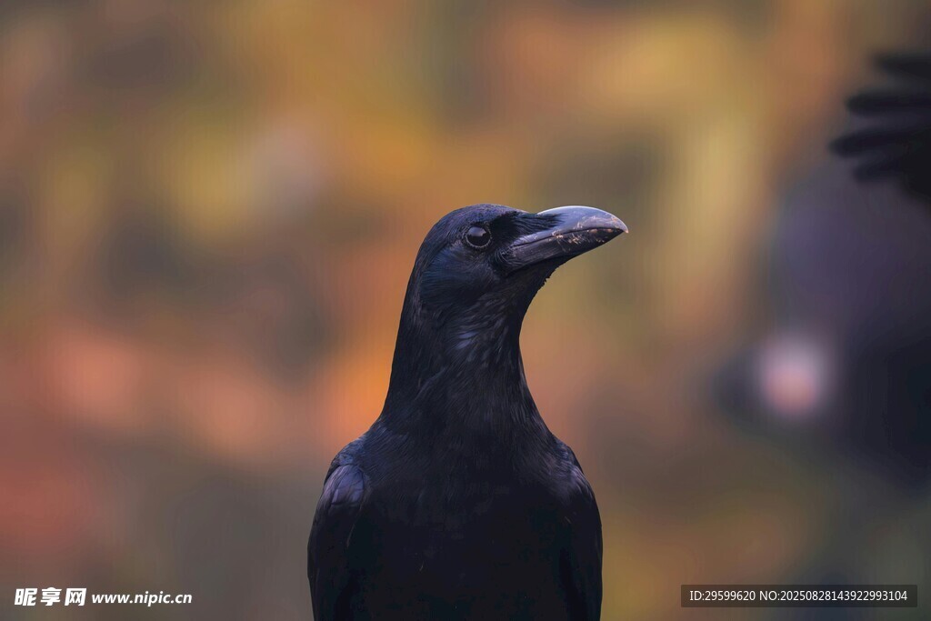 黑鳥(niǎo)獨(dú)望秋景