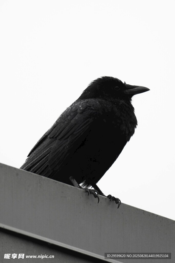屋頂上的黑鳥