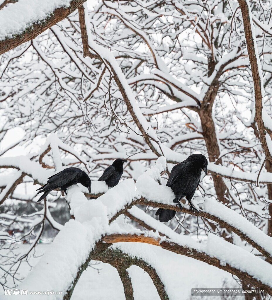 雪枝上的三只黑鳥