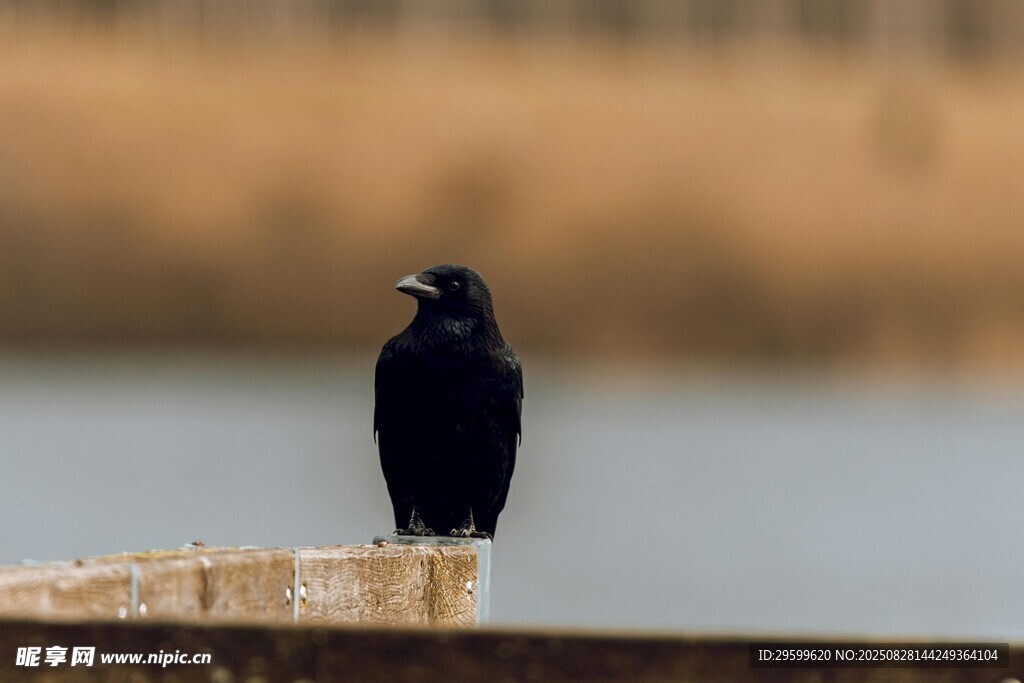 黑鳥立于水邊木欄