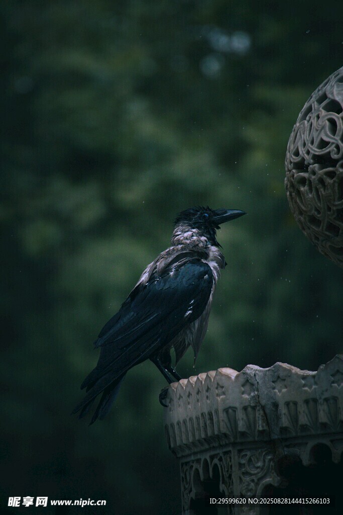 石臺上的黑鳥