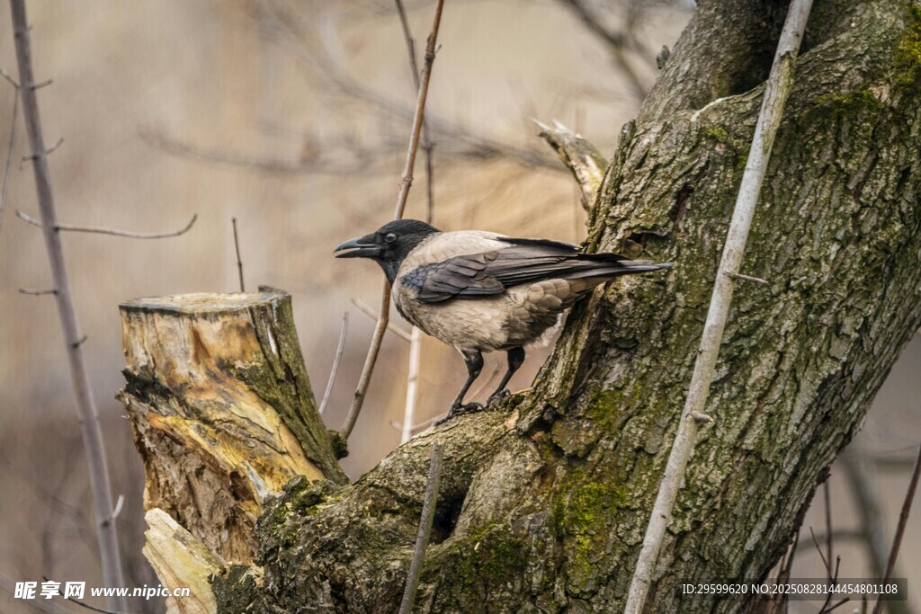 枝頭灰鳥棲息