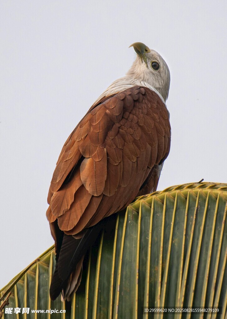 棕白相間鳥棲于綠葉上