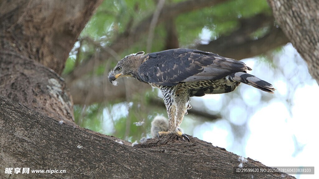 枝頭棲息的鳥