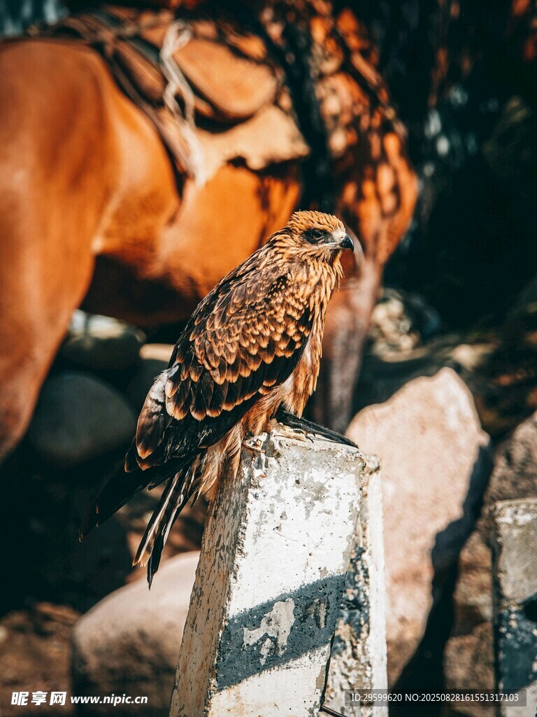 獵鷹與馬的同框瞬間