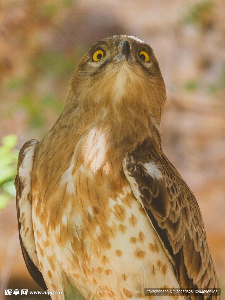 凝視的鷹