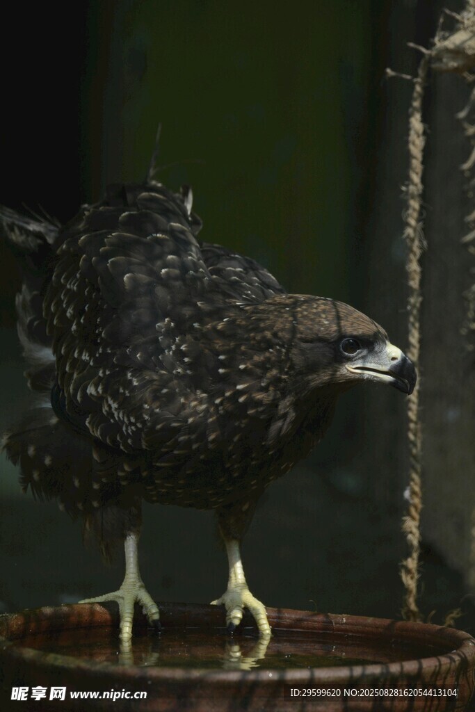 黑色小鳥立于容器邊緣