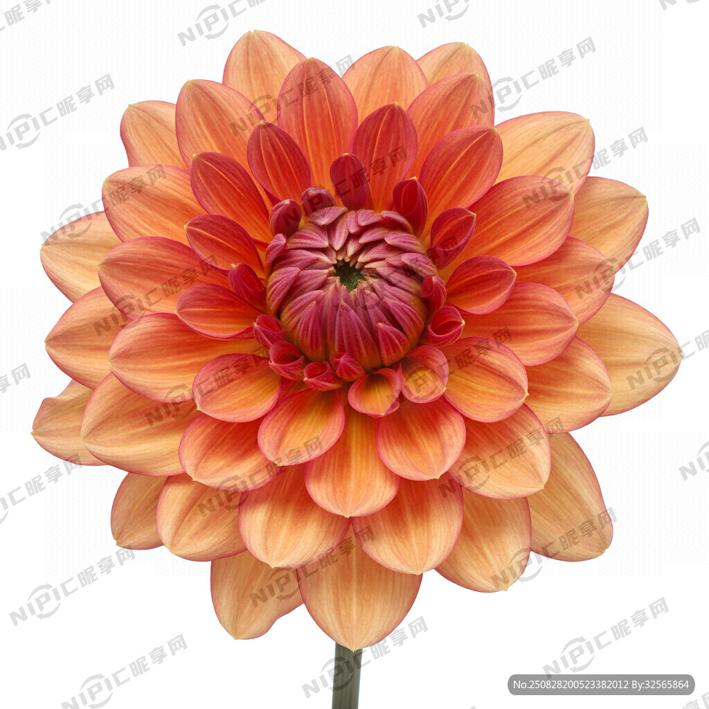 紅色和橙色漸變的菊花