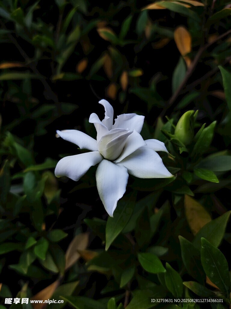 潔白單朵梔子花綻放