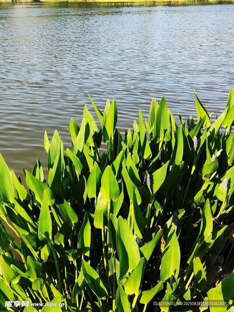 湖畔翠綠水生植物景觀