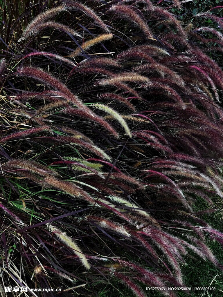 紫色搖曳芒草