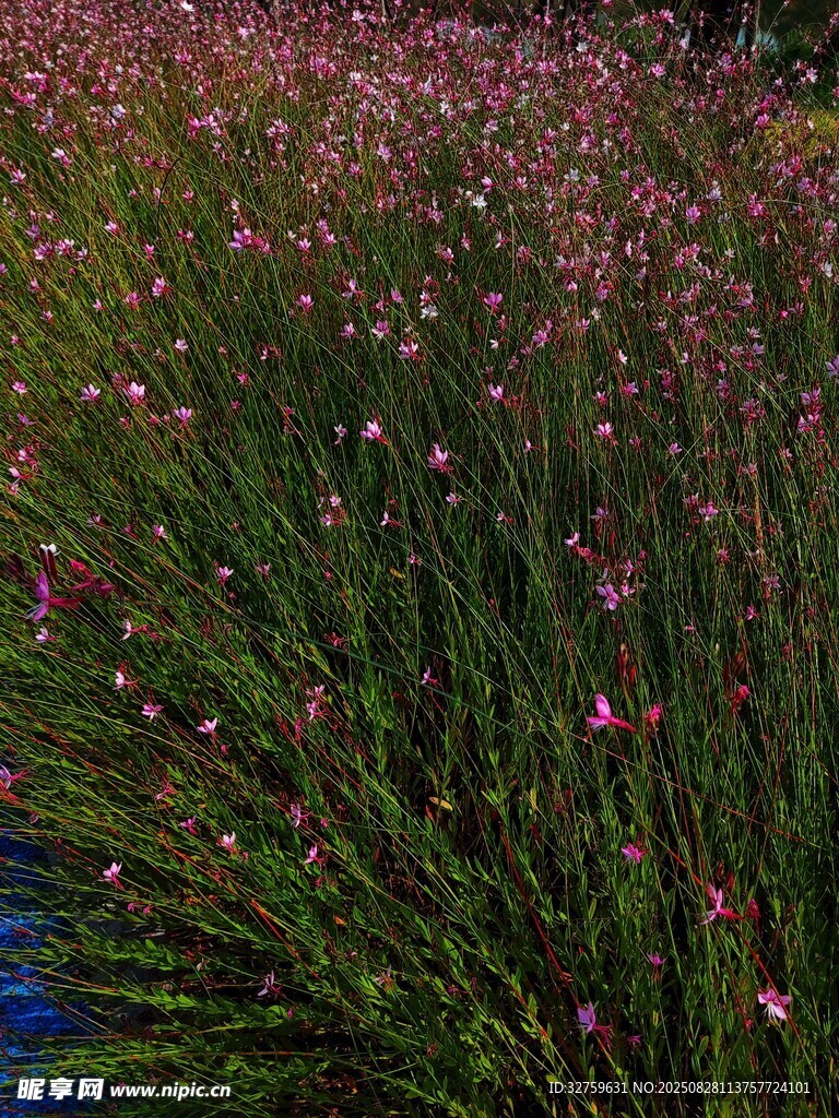粉色花海 