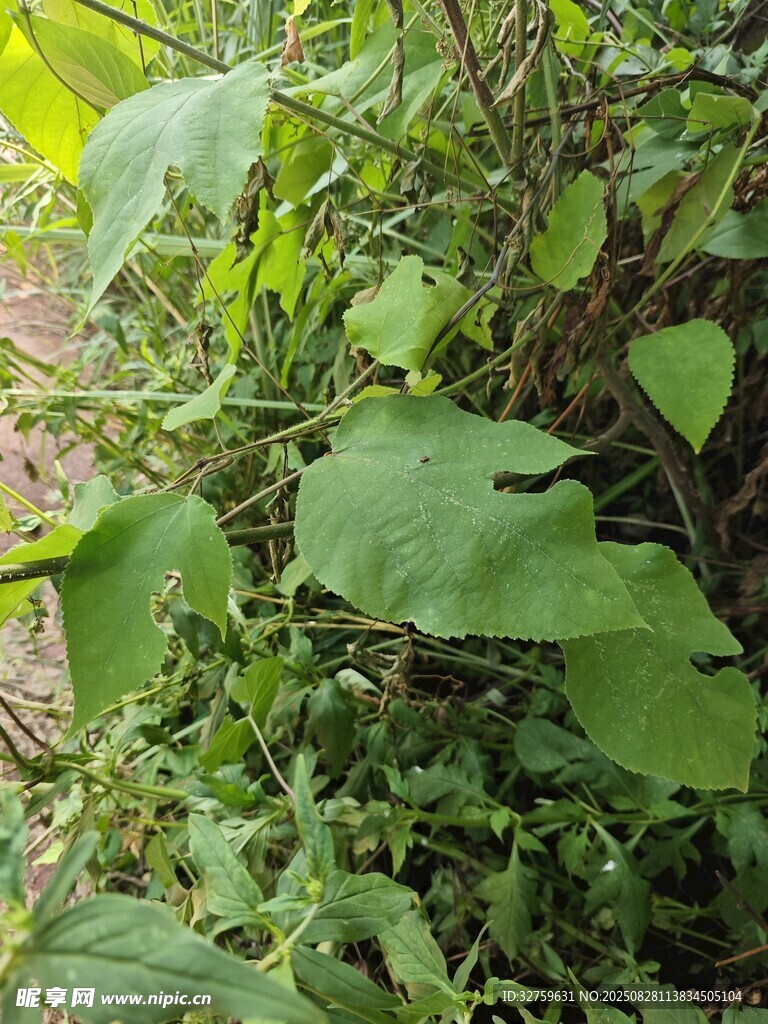 綠葉繁茂的植物景象
