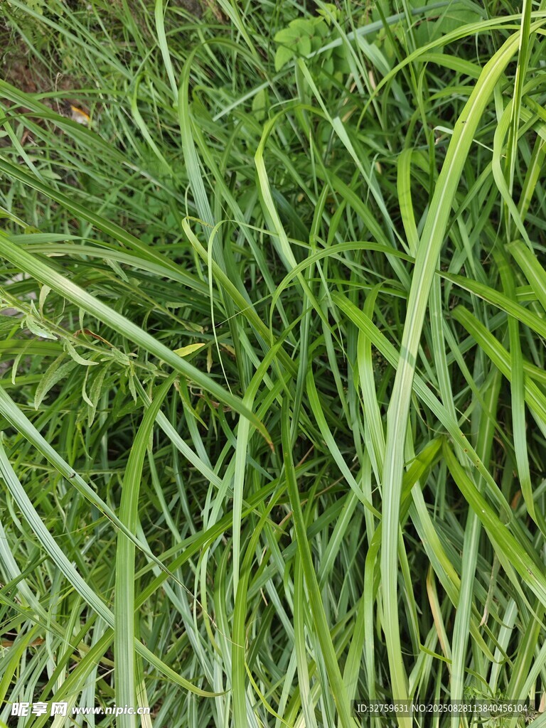 翠綠茂盛的叢生青草