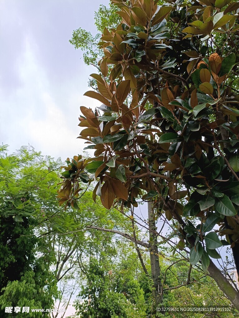 綠葉紅邊的繁茂樹木