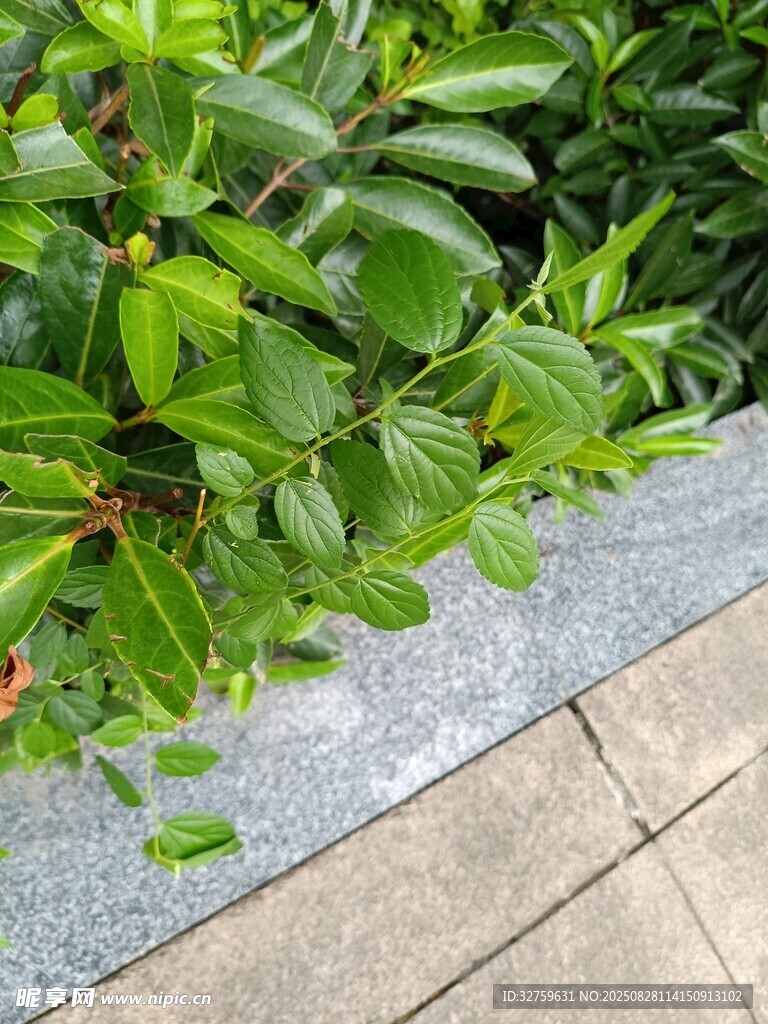 路邊翠綠繁茂的植物
