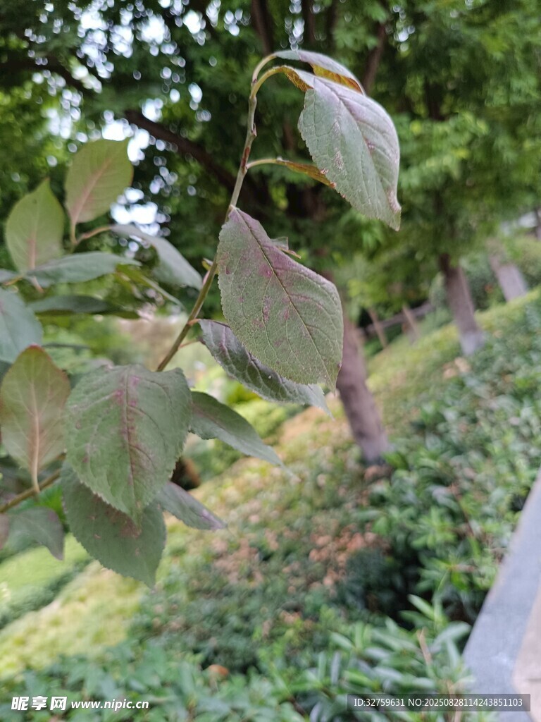 枝頭綠葉與果實的景致