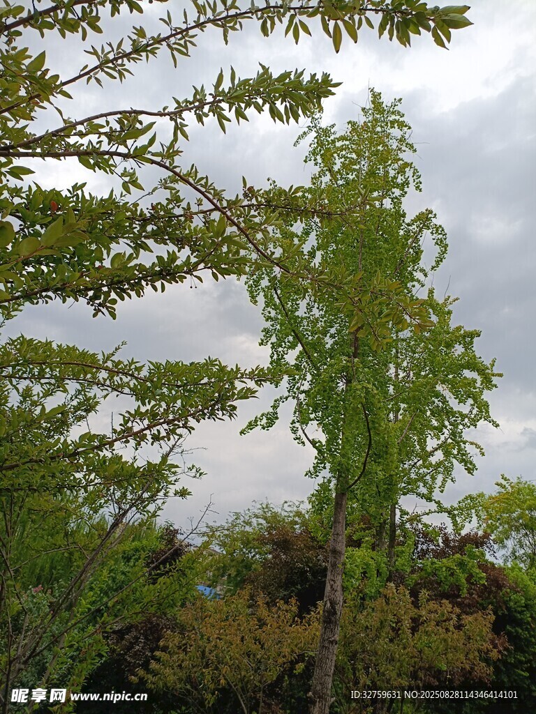 山林中挺立的翠綠樹木