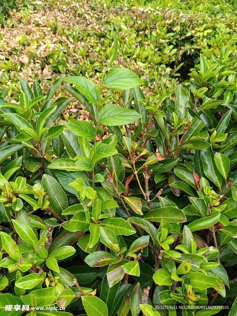 翠綠繁茂的灌木叢
