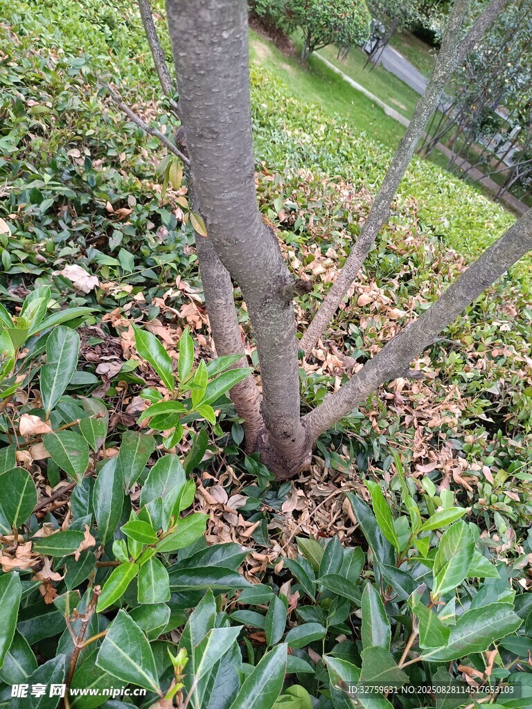 樹干底部的綠植與落葉