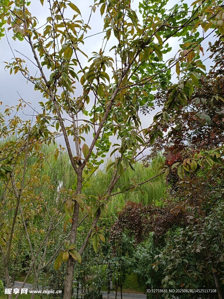 綠意盎然的樹木景觀