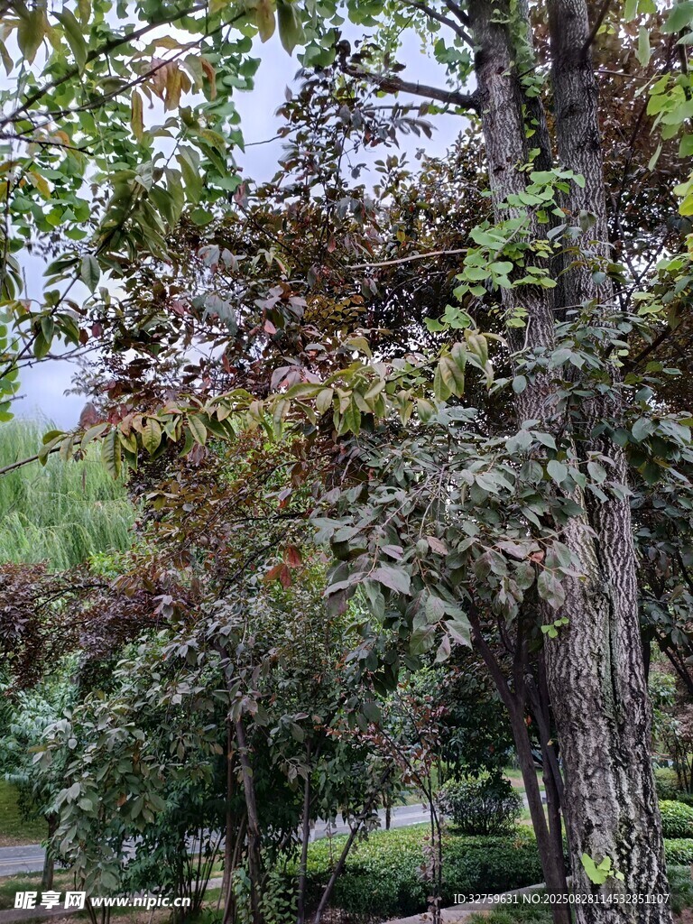 公園中的繁茂樹(shù)木