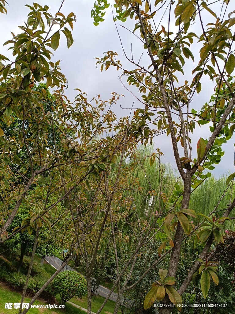 綠意盎然的繁茂樹林景觀