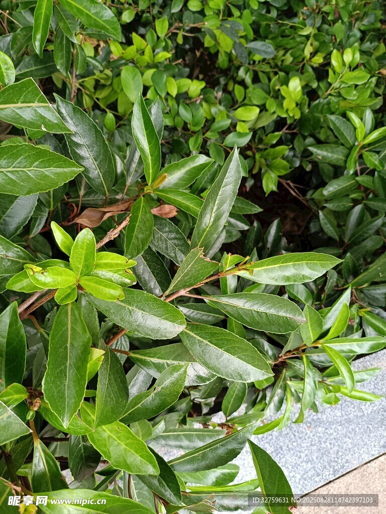 翠綠繁茂的灌木植物