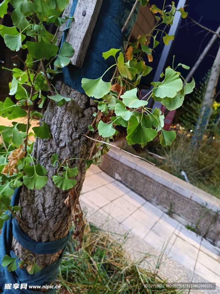 盆栽樹(shù)木 