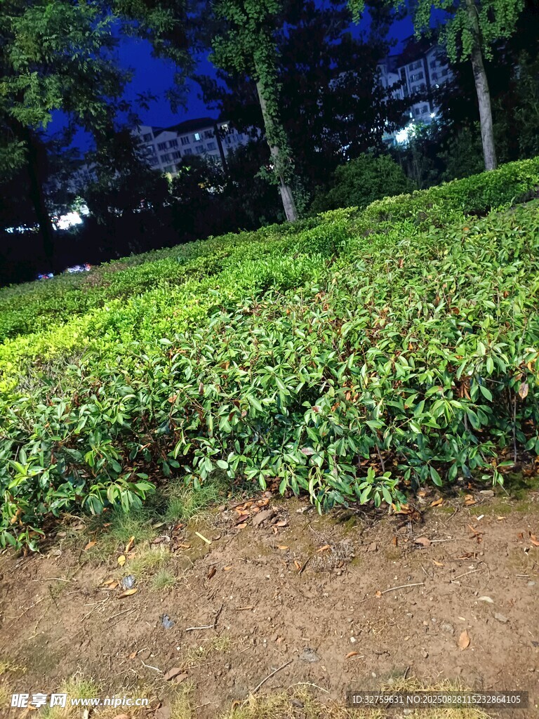 夜幕下的綠植景觀