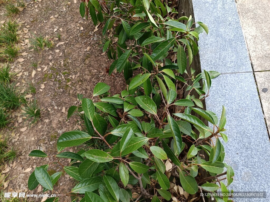 路邊綠植 