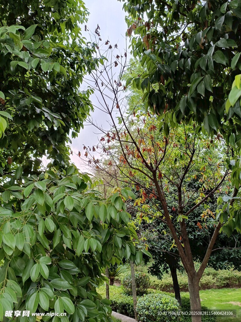 綠意盎然的園林景致