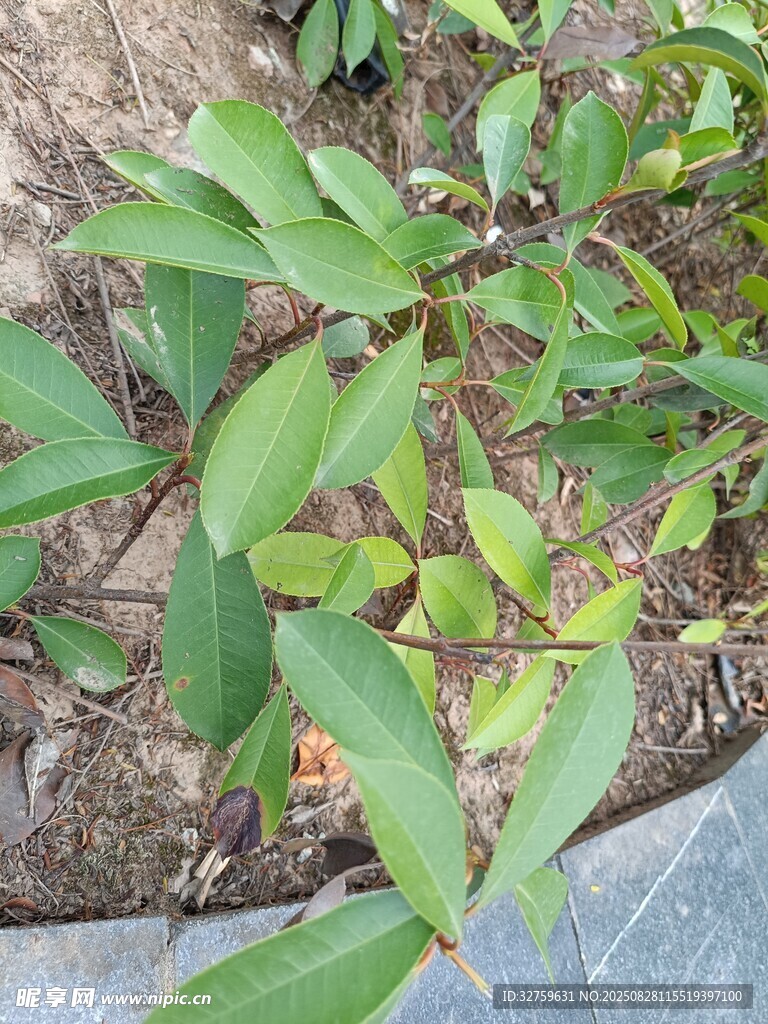 綠葉植物特寫