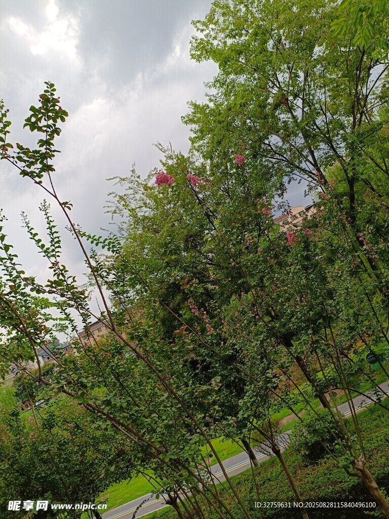 綠樹成蔭的戶外景致