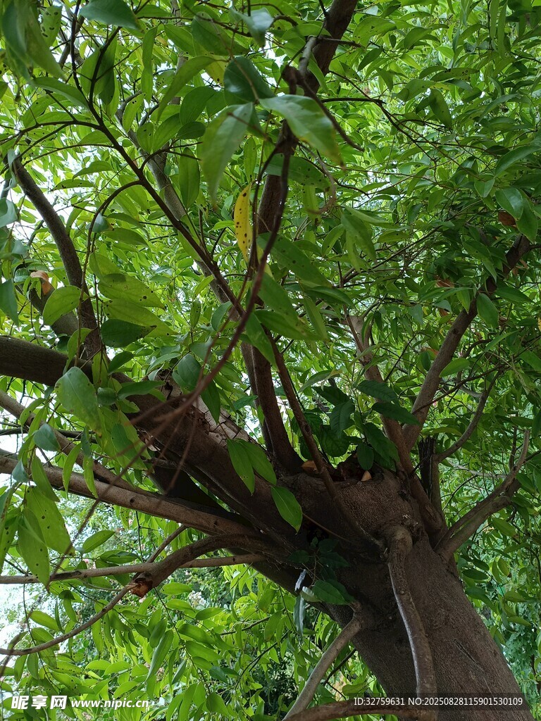繁茂大樹(shù)展現(xiàn)盎然生機(jī)