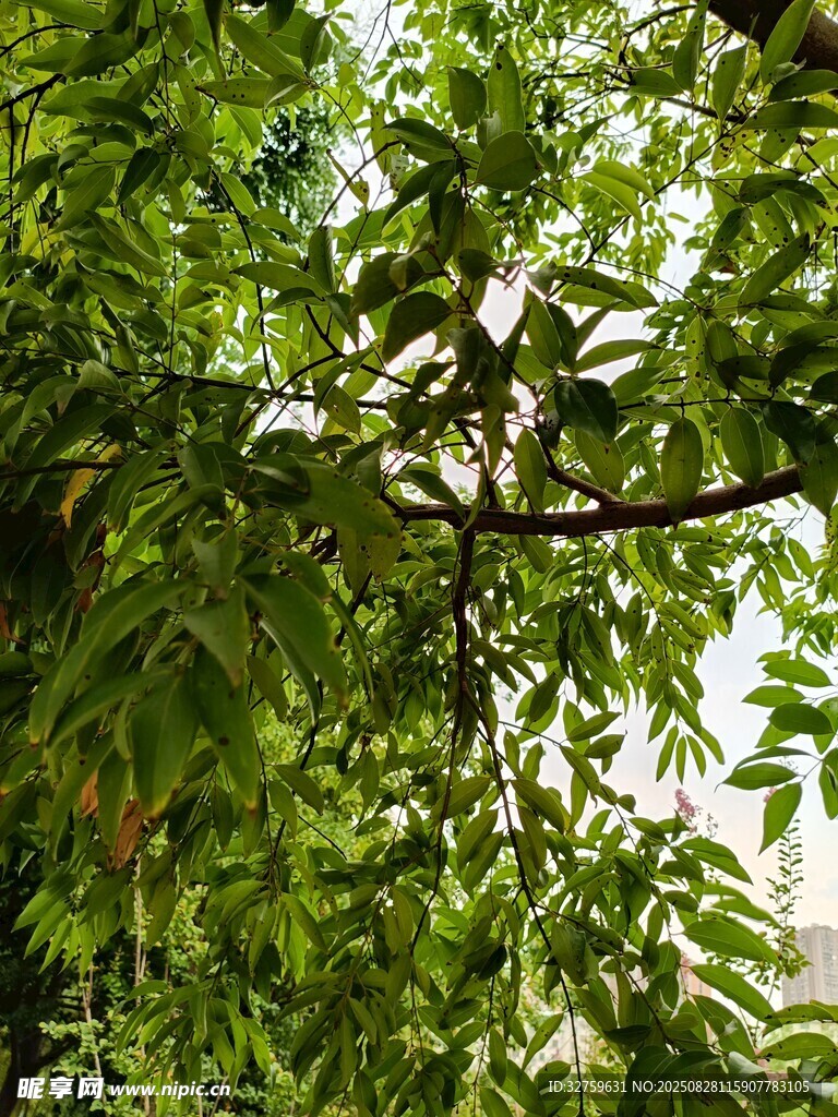 翠綠繁茂的枝葉景觀