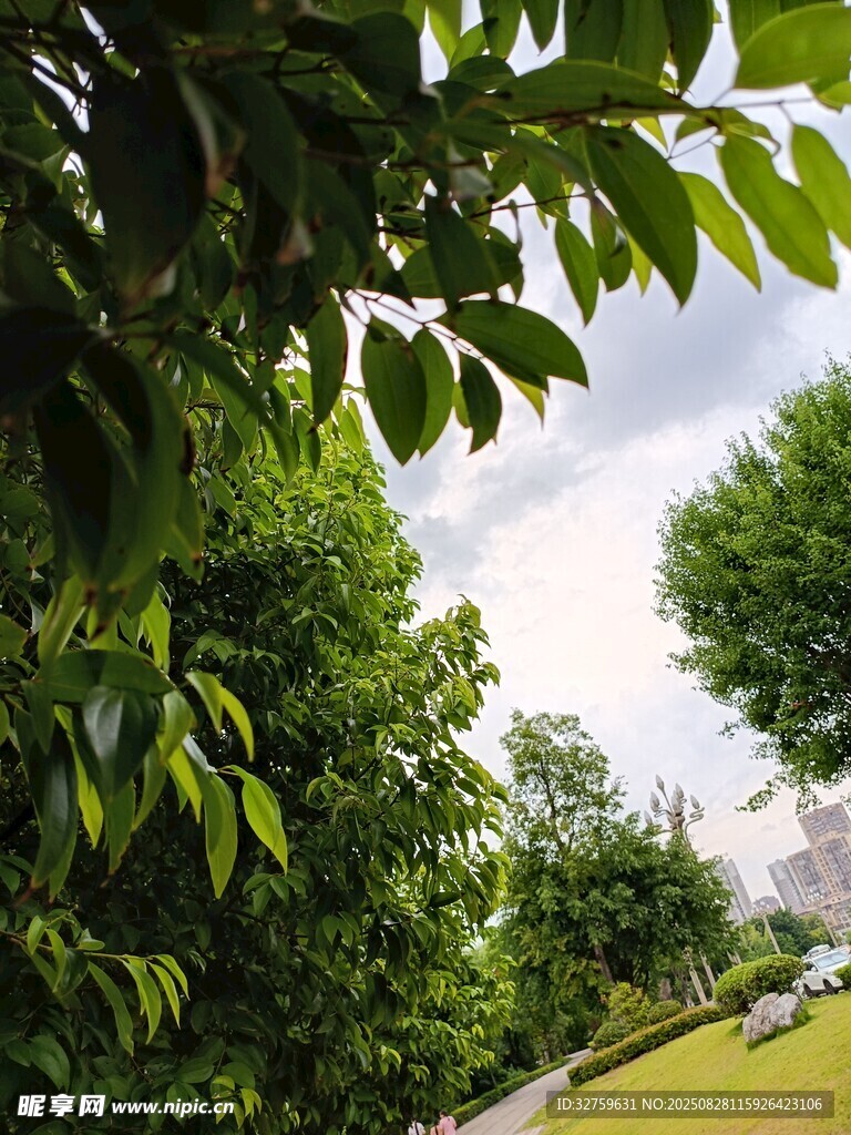 夏日綠蔭下的清新景致